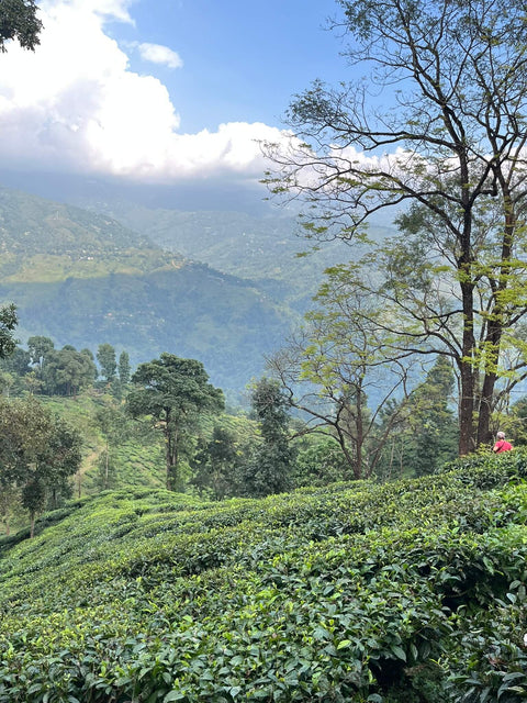 Teeanbau in Indien: Wie aus zarten Blättern feinster Genuss wird