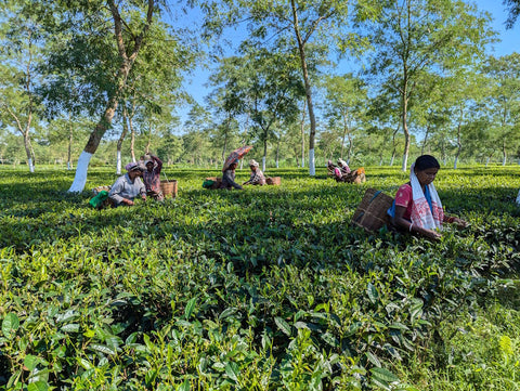 Das wahre Herz von Assam: Wie das Leben im Bio-Teegarten unsere Sicht auf Tee für immer verändert hat.