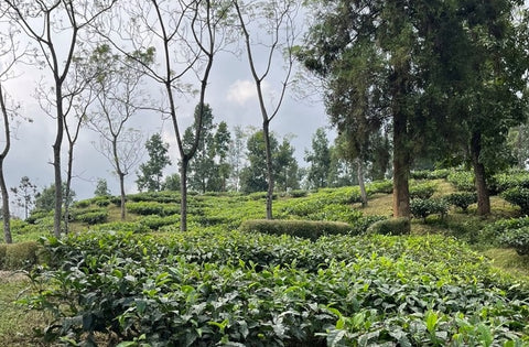 Teegarten-Darjeeling-Beitrags