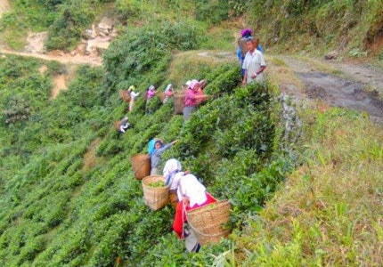 bio-teeplantage-darjeeling