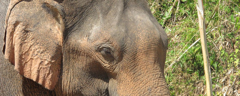 elephant-3110001_1280-1200x480