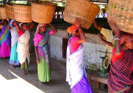 Bio Tee aus Indien: Herkunft, Anbau & Ernte