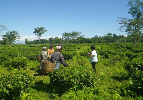 im-gespraech-mit-teepflueckerinnen-im-garten-tonganagaon