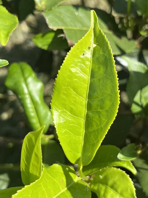 Frisches grünes Teeblatt an einem Teestrauch in einer Assam-Plantage bei Sonnenlicht.